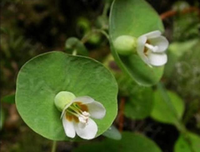 这种花穿过叶子而盛开，俗称“穿心莲”，石缝求生，见一次少一次