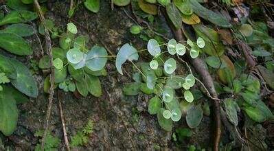 这种花穿过叶子而盛开，俗称“穿心莲”，石缝求生，见一次少一次