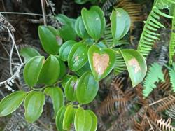 山上这种植物，浑身是刺，民间俗称“祛湿王”，用处多，价值高