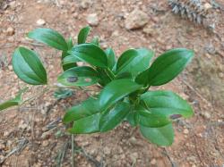 山上这种植物，浑身是刺，民间俗称“祛湿王”，用处多，价值高