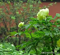 5种开绿色花朵的植物，各个都很珍稀，见过的人不多