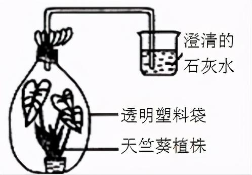 我整理了与《绿色植物的呼吸作用》有关的30道生物中考简答题