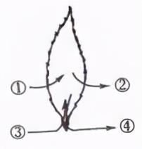 我整理了与《绿色植物的呼吸作用》有关的30道生物中考简答题