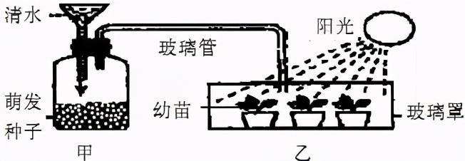 我整理了与《绿色植物的呼吸作用》有关的30道生物中考简答题