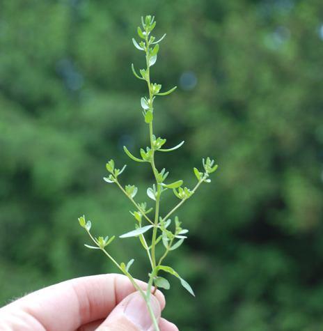 这野草真有趣，虫子在果实里产卵一起长大，没想到价值高叫蚊母草