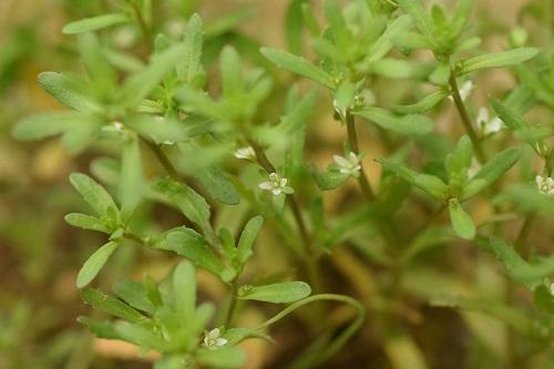 这野草真有趣，虫子在果实里产卵一起长大，没想到价值高叫蚊母草