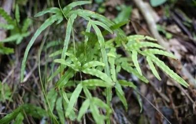 凤尾蕨别名鸡爪草，生长在井栏边、石缝、墙根等阴湿处