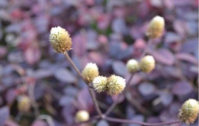 大叶红草叶紫红，白花小球似千红