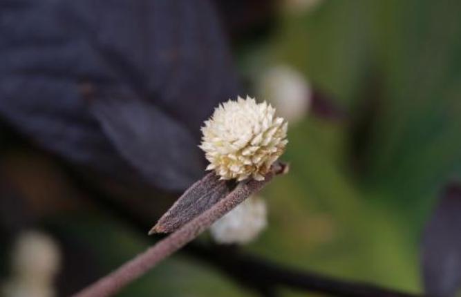 大叶红草叶紫红，白花小球似千红