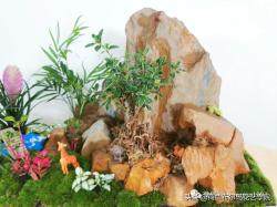 植物微景观那么火，今天教你如何制作