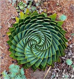 非洲的野生多肉植物！想不想挖一颗带回家？