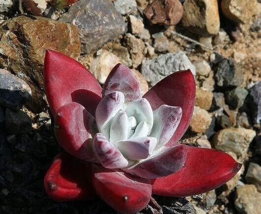 非洲的野生多肉植物！想不想挖一颗带回家？