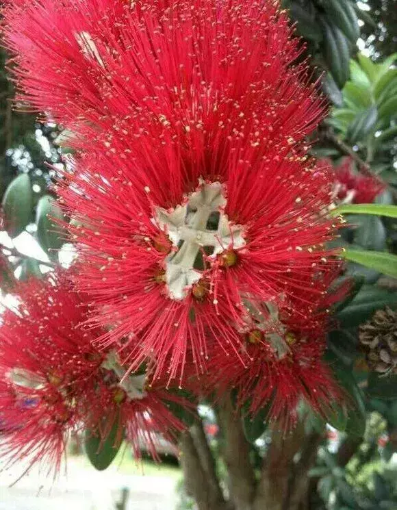 这几种和圣诞有关的植物，你都见过吗