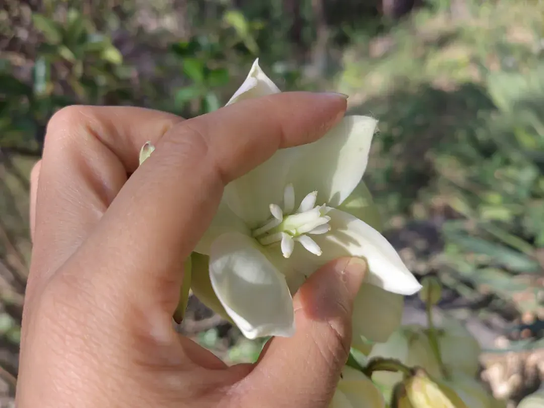 凤尾丝兰丨叶子如剑，质地坚硬，不好惹的植物，不是剑麻哦