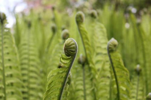 种植野生蕨菜高产技术，掌握好重要生长因素，有效提高农民经济