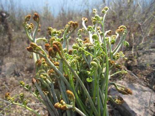 种植野生蕨菜高产技术，掌握好重要生长因素，有效提高农民经济