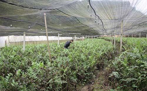 种植野生蕨菜高产技术，掌握好重要生长因素，有效提高农民经济