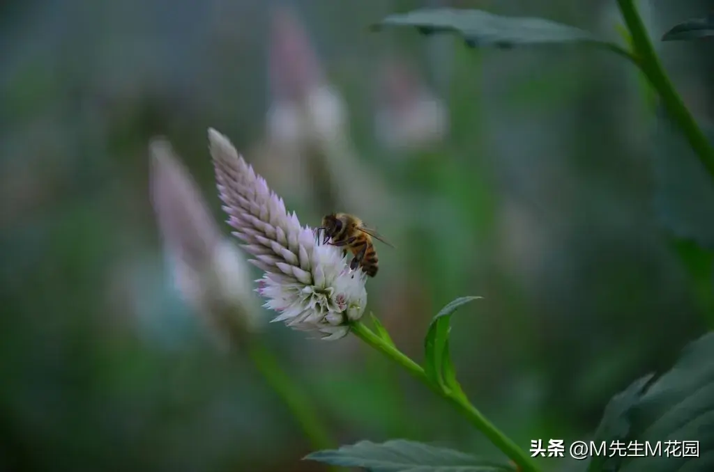 如何拍摄你的植物，手机也能拍出大片的技巧