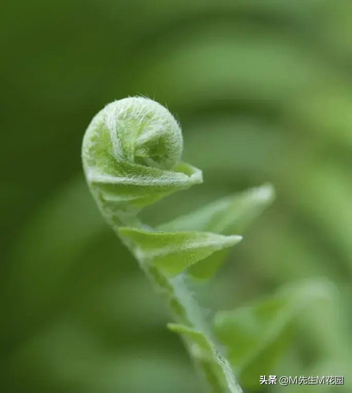 如何拍摄你的植物，手机也能拍出大片的技巧