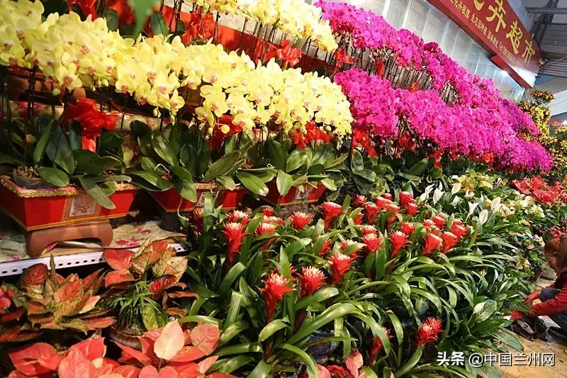 兰州市中心的这个花市……那么多美丽等着 “花痴”的你，想不想去逛逛呢？