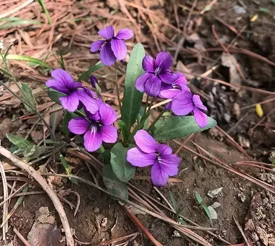 紫花丁地、早开堇菜、长萼堇菜这些春天的“小可爱”你分得清吗？