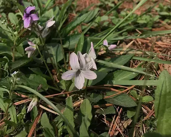 紫花丁地、早开堇菜、长萼堇菜这些春天的“小可爱”你分得清吗？