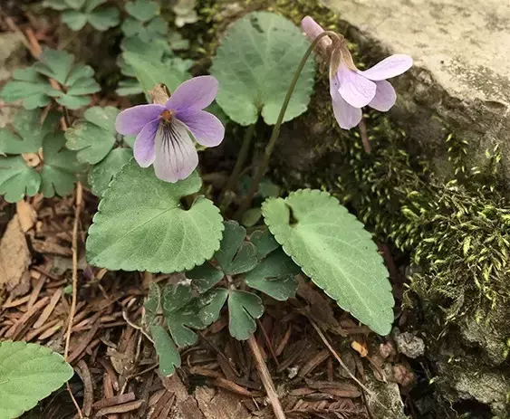 紫花丁地、早开堇菜、长萼堇菜这些春天的“小可爱”你分得清吗？