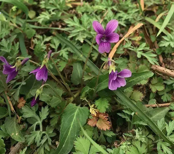 紫花丁地、早开堇菜、长萼堇菜这些春天的“小可爱”你分得清吗？