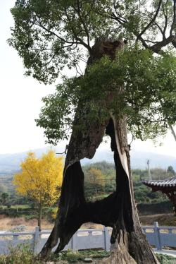 空心老树不仅没死还枝繁叶茂，躯干都没了究竟靠啥维持生机