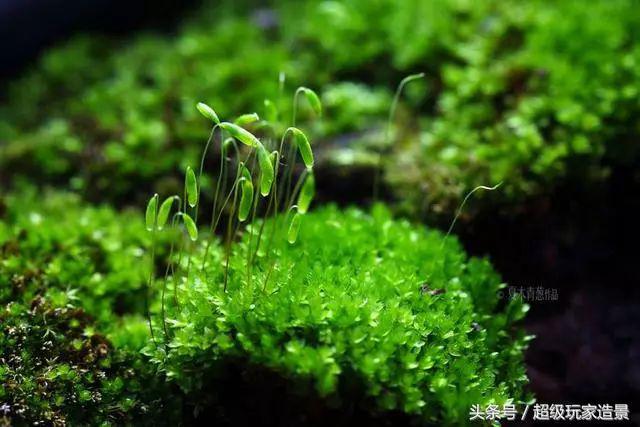 十种常见的雨林缸植物介绍