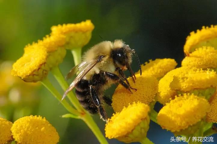 院子、阳台养花不能杀掉的昆虫，养好它们植物就没害虫了