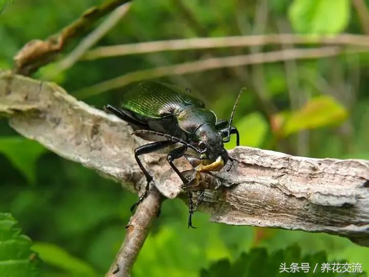 院子、阳台养花不能杀掉的昆虫，养好它们植物就没害虫了