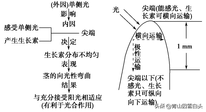 修剪对树木体内激素的影响