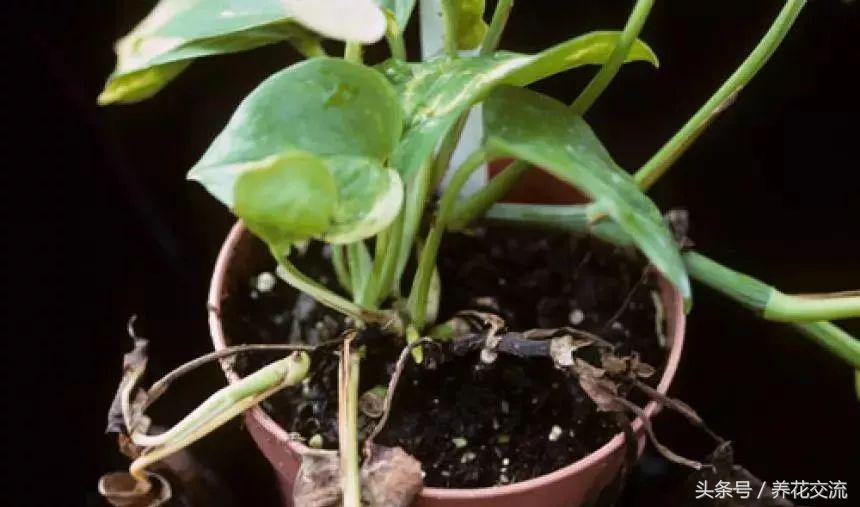 室内常见的几种植物叶子变黄的处理方法，让盆栽常年翠绿