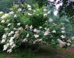 这野花“花苞”似白珍珠，开花时紧凑远看似白云，放在家里价值高