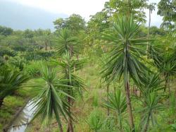 荷兰铁（Yucca elephantipes）