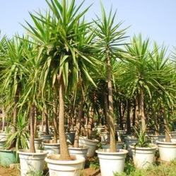 荷兰铁（Yucca elephantipes）