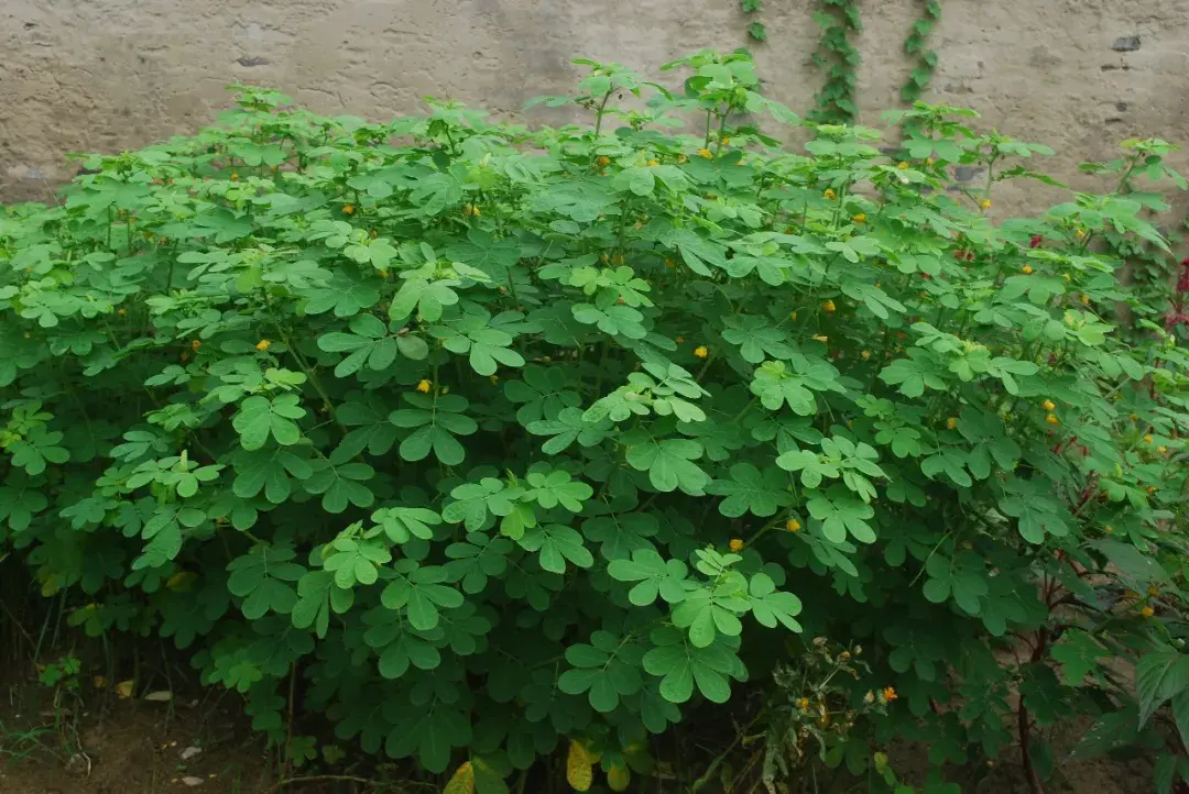 近百种北方可露天生长的药用植物高清图邀您欣赏~太美啦！