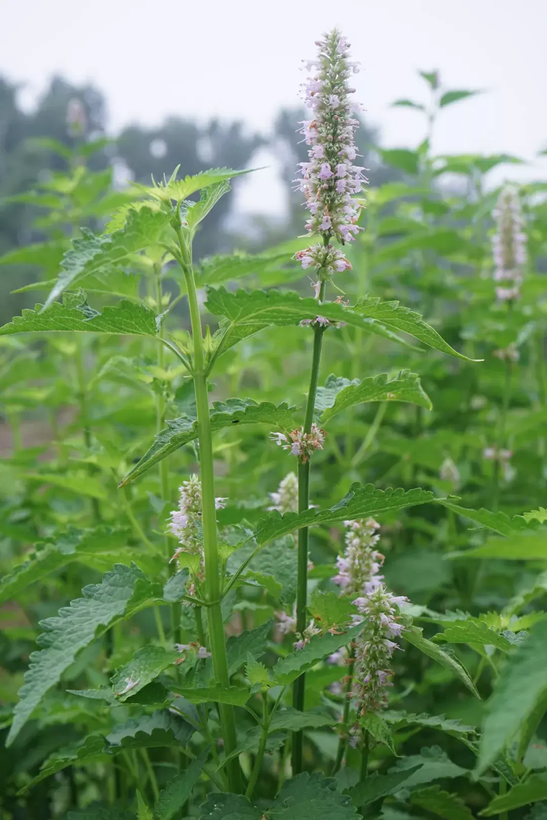 近百种北方可露天生长的药用植物高清图邀您欣赏~太美啦！