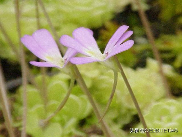 新手亲测，哪种食虫植物最容易养，成活率最高