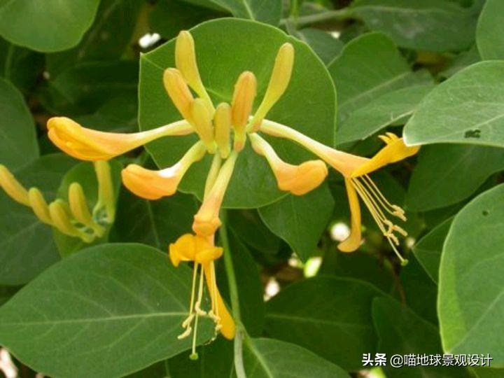 26种适合南京合肥一带庭院种植的藤本植物