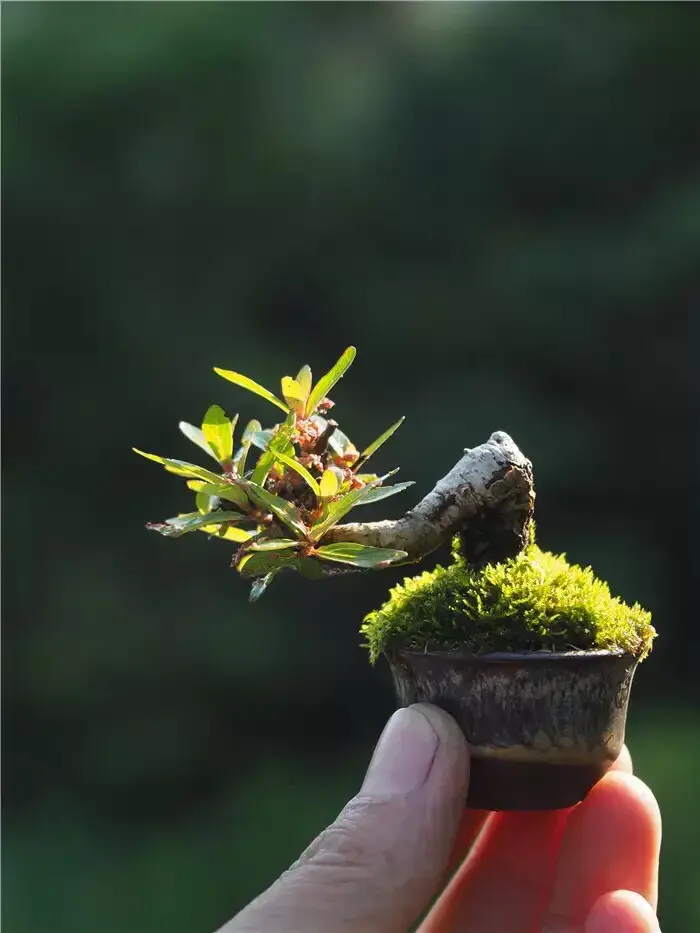 玲珑微景观，形神俱备，可爱至极