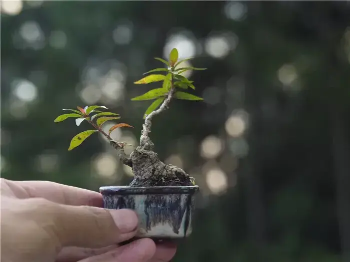 玲珑微景观，形神俱备，可爱至极