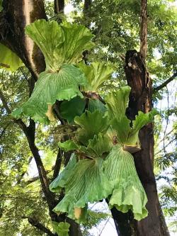 叶子长得像鹿角一样的蕨类植物，不开花不结果，适合养树荫下