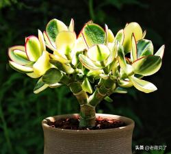 多肉植物“燕子掌”这样养，叶片碧绿厚实，树型也更美