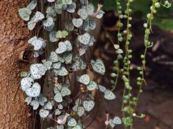 ​适合养在室内的这种爬藤植物，除了绿萝、常青藤，还可以种这8种