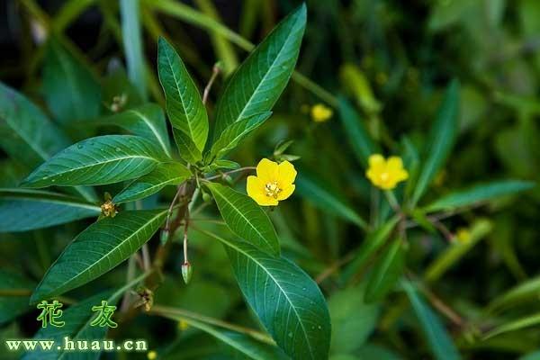 认识路边的野花（野草）-丁香蓼