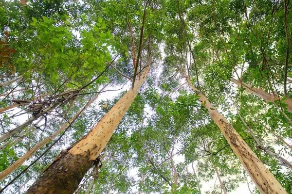 比钢铁还硬？巨臭无比？瞅瞅这些“植物界之最”！