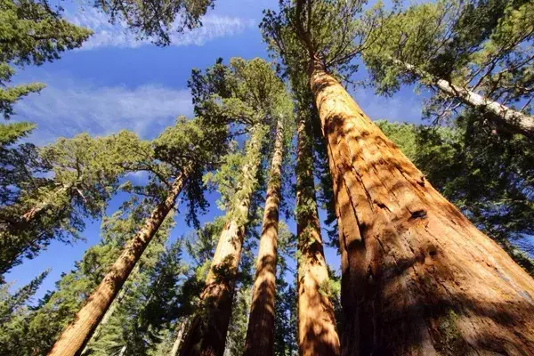 比钢铁还硬？巨臭无比？瞅瞅这些“植物界之最”！