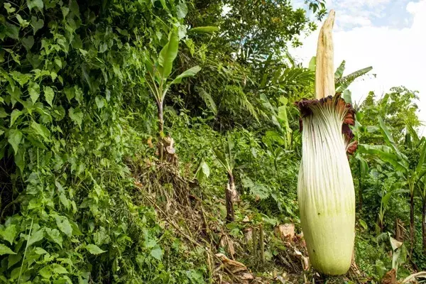 比钢铁还硬？巨臭无比？瞅瞅这些“植物界之最”！